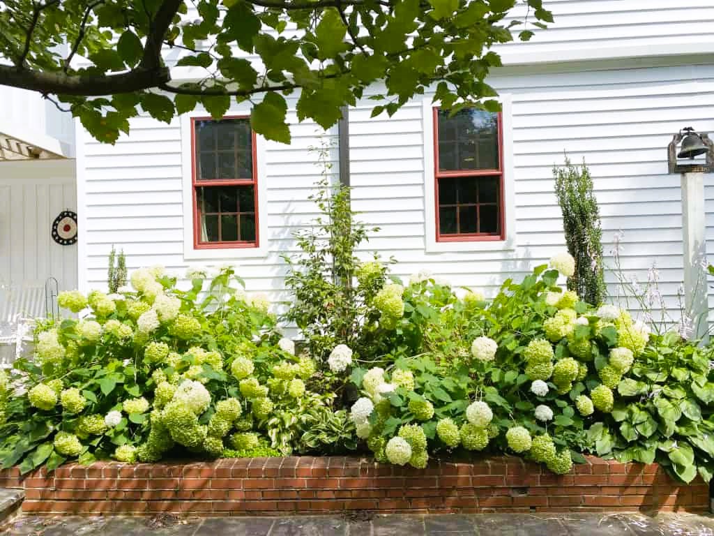 Flowers in front of the windows